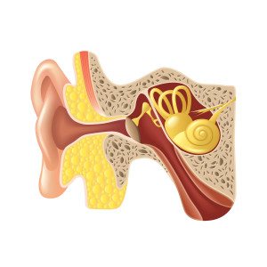 middle ear drawing